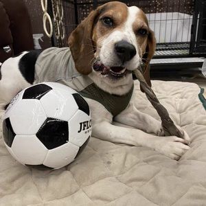 Interactive inflatable dog training ball outdoor